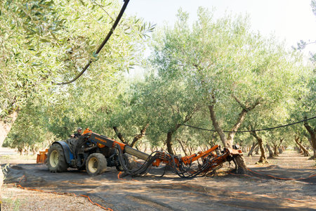 Olive harvest in Salento, Puglia, Italy. The shaker machine shakes the olive tree. Traditional agricultural work. Beautiful landscape and morning light.のeditorial素材