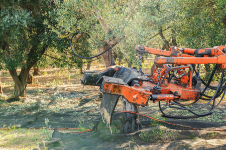 Olive harvest in Salento, Puglia, Italy. The shaker machine shakes the olive tree. Traditional agricultural work. Beautiful landscape and morning light. Olive backgroundのeditorial素材