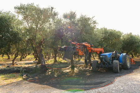 Olive harvest in Salento, Puglia, Italy. The shaker machine shakes the olive tree. Traditional agricultural work. Beautiful landscape and morning light. Olive backgroundのeditorial素材
