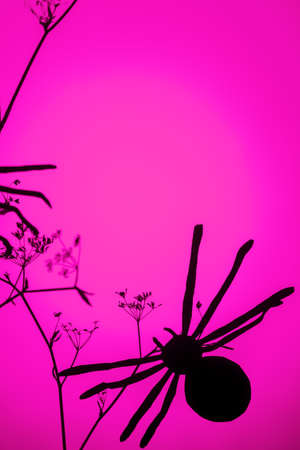 Creative trendy halloween background with black spider on pink and fuchsia neon light background....