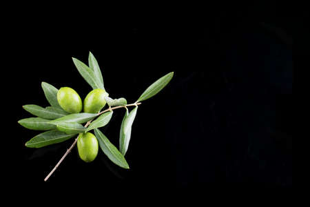Olive branch and leaves isolated on white backgroundの写真素材