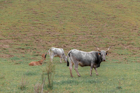 Cows are on pasture in autumn fieldの写真素材