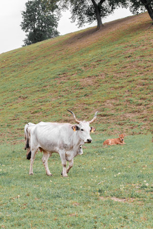 Cows are on pasture in autumn fieldの写真素材