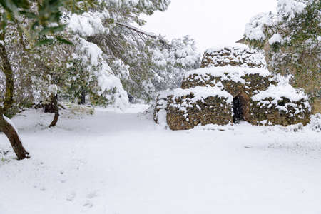 Beautiful trullo with olive grove in the snow, Puglia, Italy