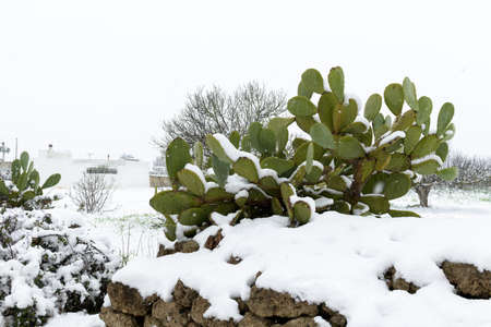 A prickly pear covered by snow in the countryside of Salento, Pugliaの写真素材