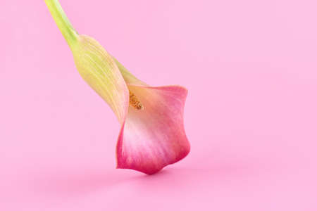 Pink Calla lilies on pink background for Valentines day card or Valentines gift, birthday, dating, anniversary. Pink calla flowers texture close-up with copy space. Floral macro photographyの写真素材