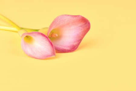 Two pink Calla lilies on yellow background for Valentines day card or Valentines gift, birthday, dating, anniversary. Pink calla flowers texture close-up with copy space. Floral macro photographyの写真素材