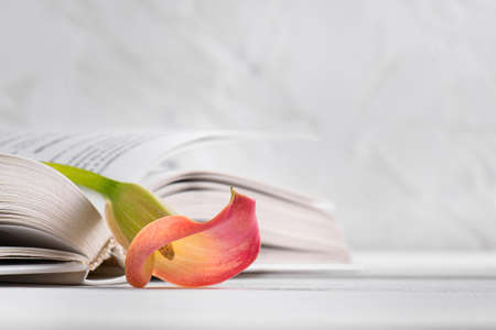 Pink Calla lily on a opened book on a white background. World Book Day, April 23. Minimalist book love concept with copy space. International literacy day September 8の写真素材
