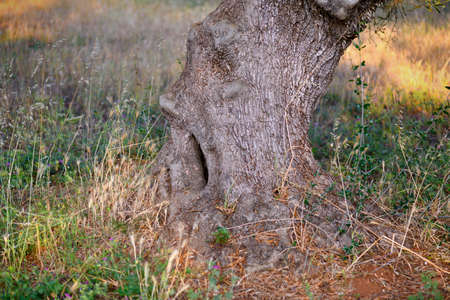 Bark of old olive tree with human face shapes on a sunny day. Close up of an atmospheric human face...