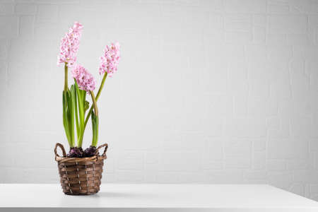 Pink blooming flower hyacinths in a pot on the white table in the apartment. International women's day gift, 8 marth card, mothers day card, space for text. Minimal hello spring conceptの写真素材