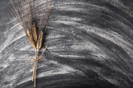 Wheat italian variety Senatore Cappelli grain ear or rye spike plant on black background with flour, ingredient for cereal bread flour. Whole, barley, harvest wheat sprouts. Element for banner, aboveの写真素材