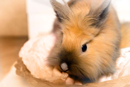 A live Easter Bunny is sitting in a wicker basket with on a beige wooden background. close up. toned image. easter holiday conceptの写真素材