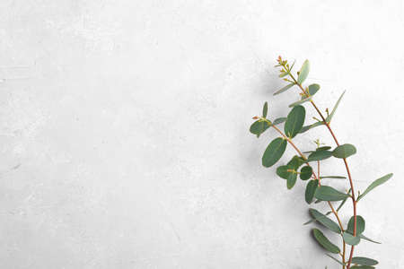 Eucalyptus leaves on gray background. Frame made of eucalyptus branches. Flat lay, top view, copy space, minimal compositionの写真素材