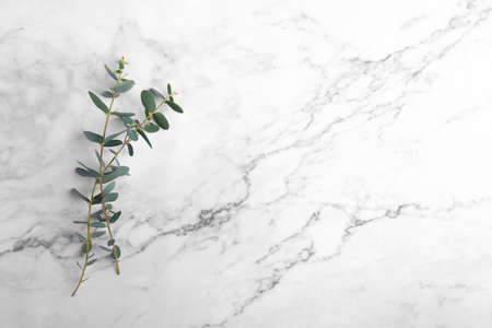 Eucalyptus leaves on gray marble background. Frame made of eucalyptus branches. Flat lay, top view, copy space, minimal compositionの写真素材