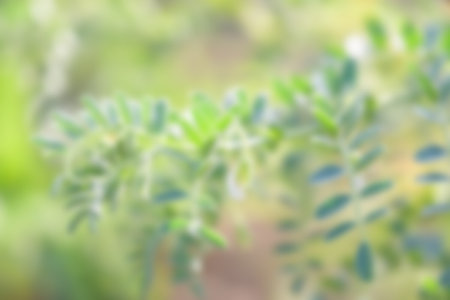 Nature background images abstract blur and bokeh for designの写真素材