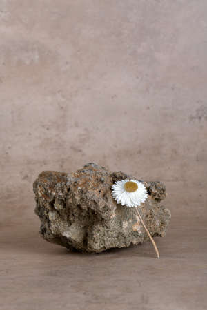 Background for cosmetic products with stone podium with dry flower on natural beige terracotta color...