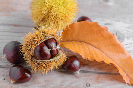 Ripe chestnuts with fall leaf with chestnut thorns shell on wooden backgroundの写真素材