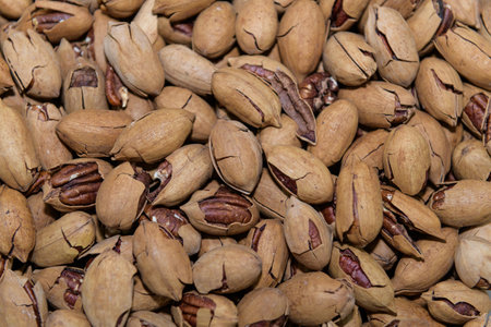 Pecan nuts background. Whole pecan with shells