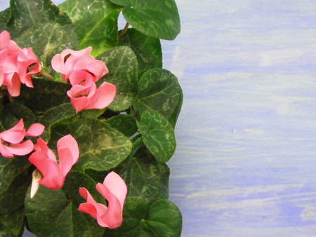 Pink cyclamen flower on blue wooden background card with copy space for textの写真素材