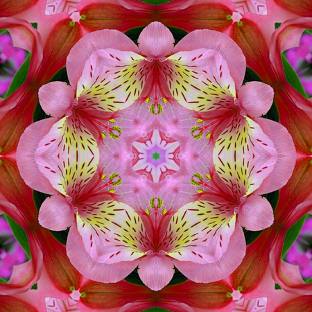 pink flower kaleidoscope love card backgroundの写真素材