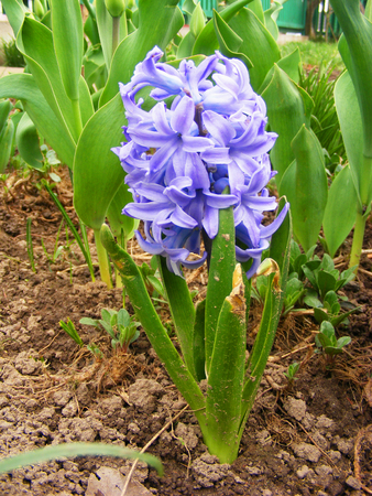 Spring flower hyacinthの写真素材