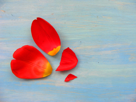 red tulip petals on blue wooden rustic, antique background with copyspaceの写真素材