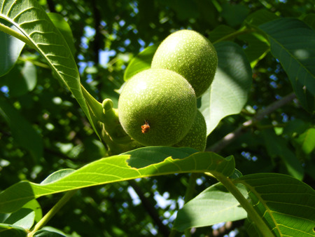 Green ripening walnuts on a leafy tree.の写真素材