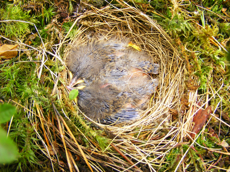 Close-up with the nest of blackcap bird (Sylvia atricapilla)の写真素材