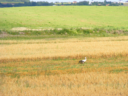 Stork in a oast fieldの写真素材