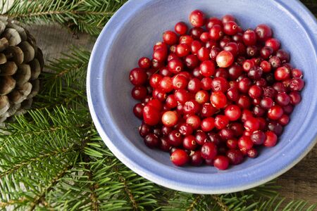 red cranberry or cowberry in blue bowl with green branch of pineの写真素材