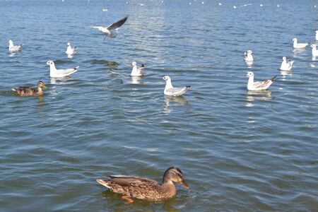 Wild birds feeding in a pond, mallard and gull. Seagull and ducks fighting in pond over foodの写真素材