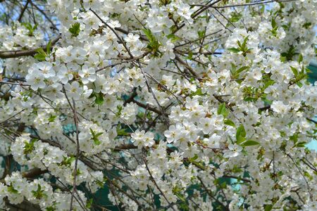 Charrie blossom season coming, spring blossom white texture.の写真素材