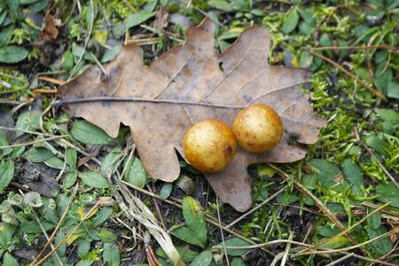 The gall oak produced by the infection from the insect Cynips gallae tinctoriae, gallae oak leaf close upの写真素材