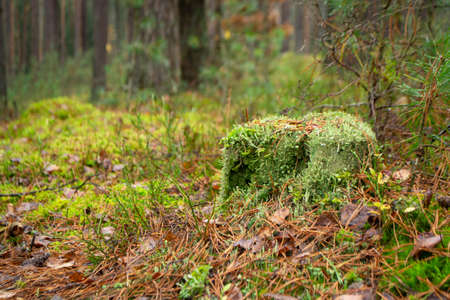 Old stump overgrown with moss in the autumn wild forest
