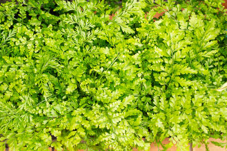 Wall rue fern, asplenium ruta muraria, background texture close upの写真素材