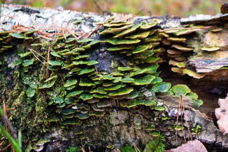 Dark magic forest. Group of mushrooms on a log. Brown wild mushroom at big tree that fell down in the deep forest. Magic conceptの写真素材