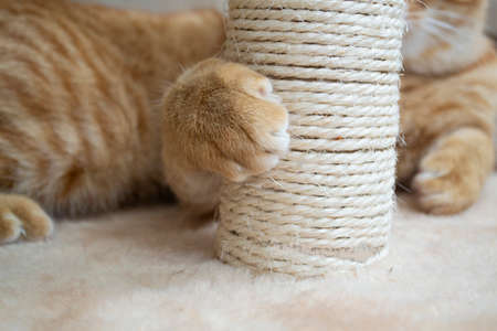 Sweet red kitten is scratching at the cat tree close upの写真素材