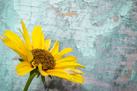 Yellow flowers on vintage turquoise wooden background, border design. vintage color tone - concept...