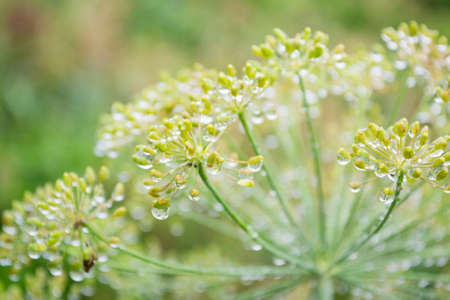 dill umbrellas growing after rain in drops