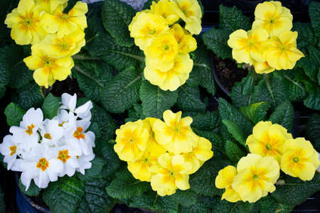 Set of yellow primrose primula vulgaris blossom. Country garden primula flowers, top view. Vivid...