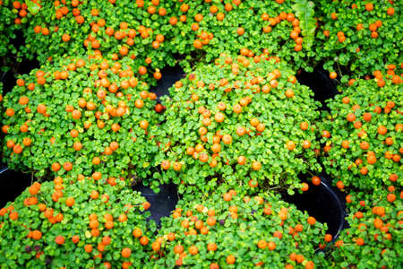 Potted winter cherry plants or Jerusalem cherry solanum pseudocapsicum, at a flowers shop centre....