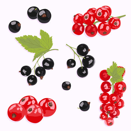 Current vector icons. Current black and red with and without leaves. Realistic berry icons.のイラスト素材