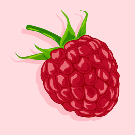 Ripe raspberry with leaves. Vector image of fruits. Summer berries.