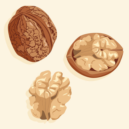 Walnuts, whole and half peeled. Walnut kernel and shell. Realistic vector image of a nut. Food icons.のイラスト素材