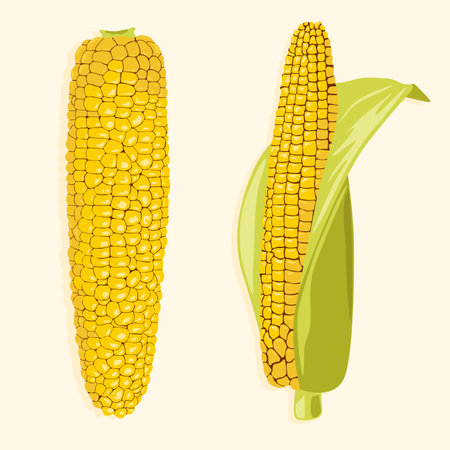 Two ripe corns with and without leavesのイラスト素材
