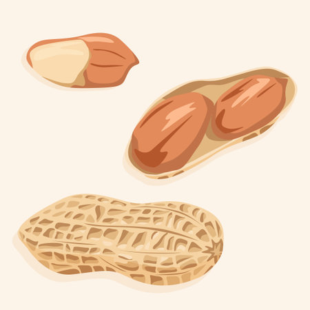 Peanuts in shell and without it. Vector nuts icons.のイラスト素材