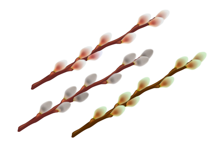 Willow branches isolated on white background. Vector illustration.のイラスト素材