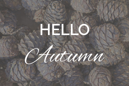 Cedar cones top view, background with text Hello Autumn