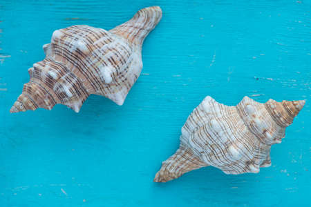 Sea shells clams on blue background Summer theme Bright aquamarine background Seashells on wooden blue background.の写真素材