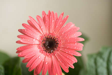 Bud of pink gerbera flower closeup. Dew and water droplets on the petals.の写真素材